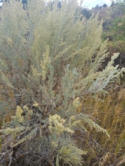 Artemisia tridentata tridentata