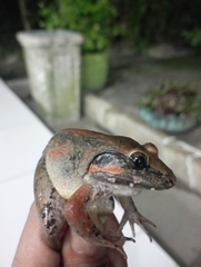 Limnonectes leporinus