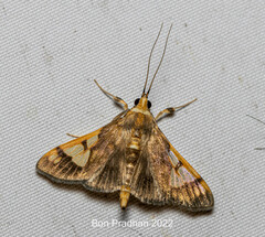 Ulopeza idyalis