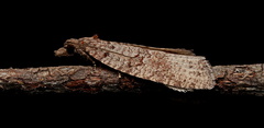 Meritastis
