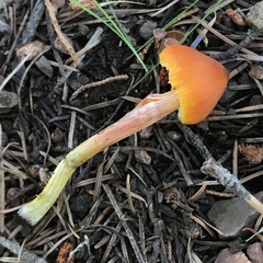 Hygrocybe