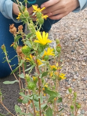 Grindelia squarrosa