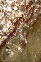 Anthopleura