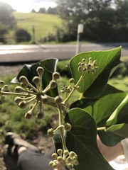 Hedera helix