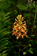Platanthera ciliaris