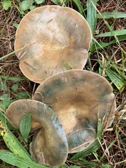 Lactarius deterrimus