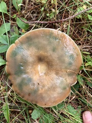 Lactarius deterrimus