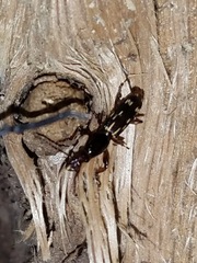Arrhenodes minutus