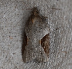 Acleris macdunnoughi