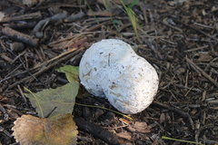 Mycenastrum corium
