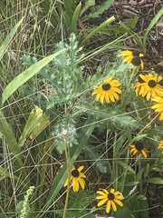 Rudbeckia fulgida