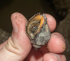 Stramonita biserialis