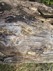 Serpula himantioides