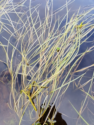 Narrowleaf bur-reed (Sparganium angustifolium)