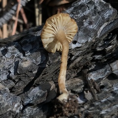 Pseudoomphalina