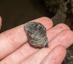 Stramonita biserialis