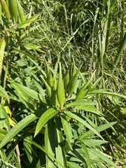 Liliales