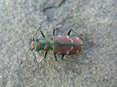 Cicindela limbalis
