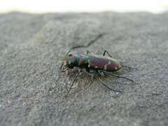 Cicindela limbalis