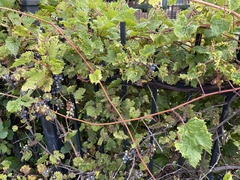 Vitis