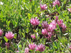 Trifolium parryi