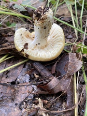 Tricholoma equestre