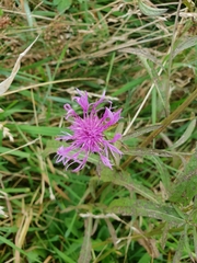 Centaurea