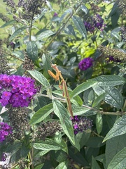 Tenodera angustipennis