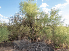 Parkinsonia microphylla