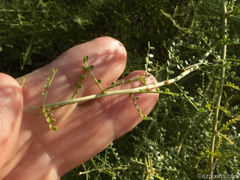 Parkinsonia microphylla