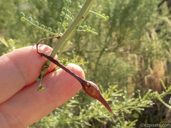Parkinsonia microphylla