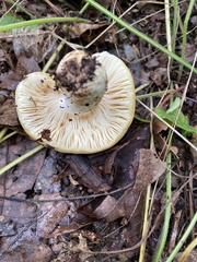 Tricholoma equestre