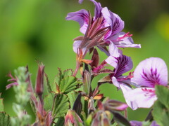 Pelargonium betulinum