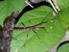 Anisomorpha