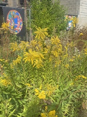 Solidago