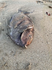 Acanthurus xanthopterus