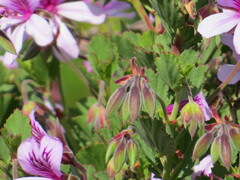Pelargonium betulinum