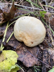 Tricholoma equestre
