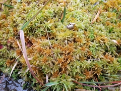 Sphagnum pulchrum