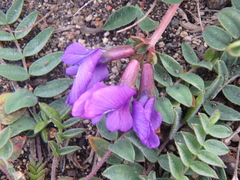 Oxytropis revoluta