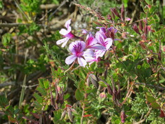 Pelargonium betulinum