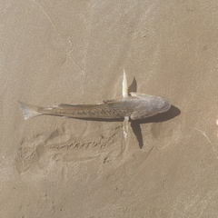 Micropogonias furnieri