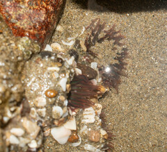 Anthopleura