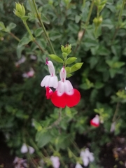 Salvia × jamensis
