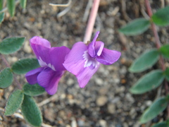 Oxytropis revoluta