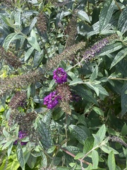 Buddleja