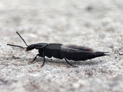 Philonthus cognatus