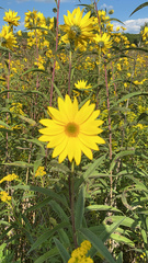 Helianthus pauciflorus