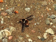 Bombylius pygmaeus