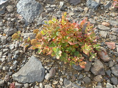 Spiraea beauverdiana